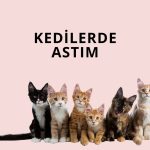 Kedilerde Astım