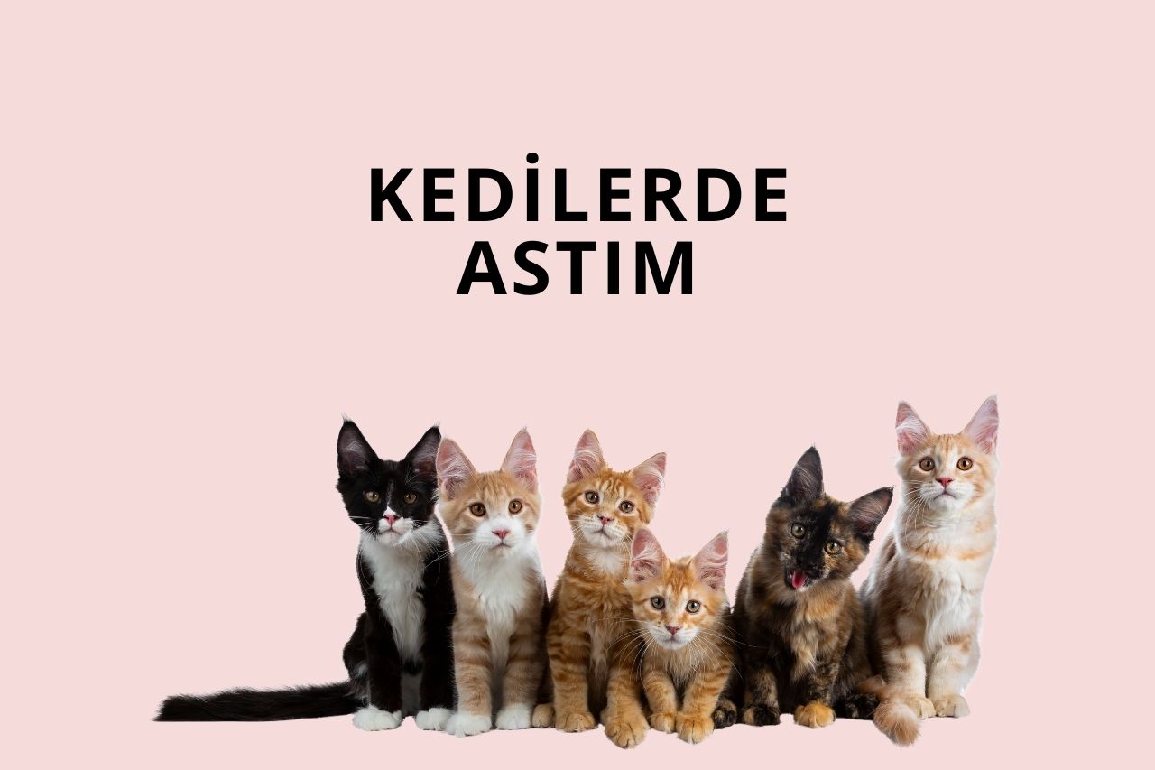 Kedilerde Astım